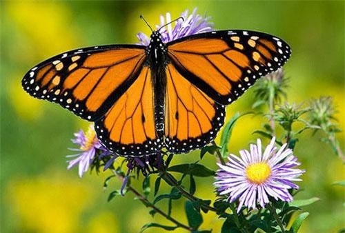 Bất ngờ gặp thứ này trong nhà bạn sắp phát tài, chuẩn bị két đựng tiền đi nhé