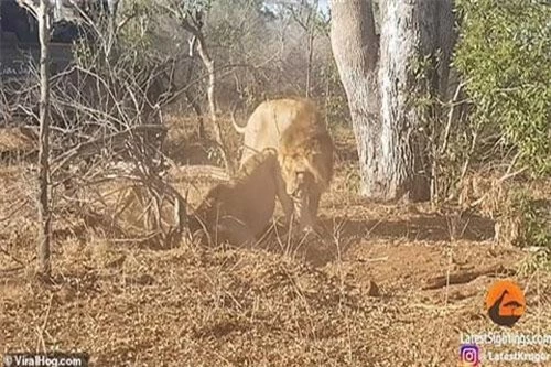 Hai con sư tử hợp tác khi phát hiện lợn rừng trú trong hang