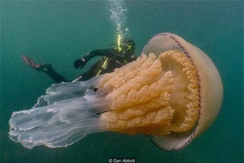 Con sứa khổng lồ - ảnh DAN ABBOTT-BBC.