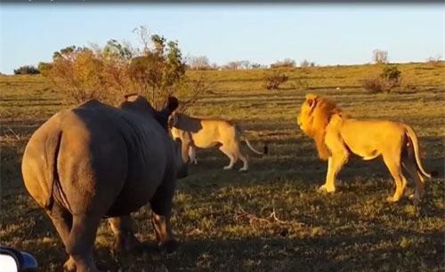 Đang "hẹn hò" cặp sư tử gặp phải “kỳ đà cản mũi”