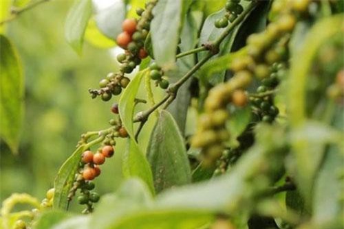 Tìm lại thị trường cho hồ tiêu Việt Nam