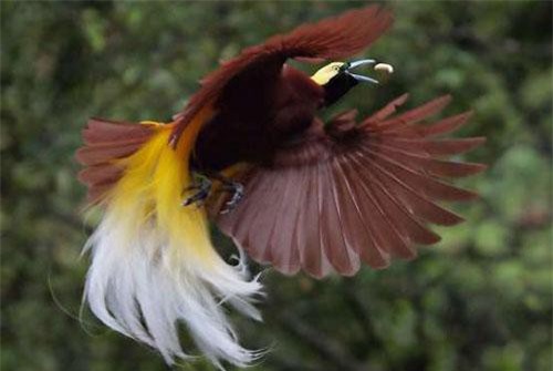 Khám phá loài chim thiên đường bản địa của New Guinea
