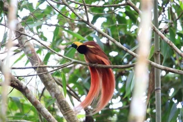 kham pha loai chim thien duong ban dia cua new guinea hinh 5