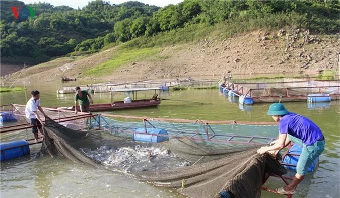 nuoi thuy san o tuong phong, moi ho thu ca tram trieu dong/nam hinh 2