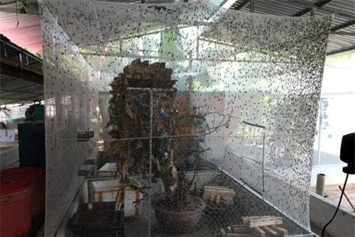 Nông dân Thanh Hóa lãi lớn nhờ... nuôi ruồi đẻ trứng "vàng"