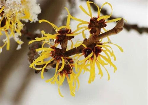 Hình ảnh loài cây Hamamelis Mollis.