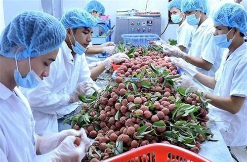 Những ngành mà Việt Nam có thế mạnh như nông sản được đánh giá nhận nhiều cơ hội rộng mở khi tham gia EVFTA.