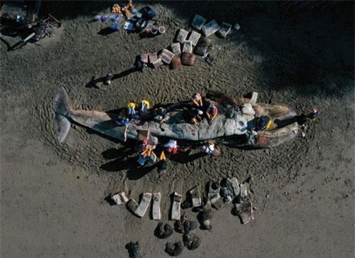 Kinh hoàng cái chết của hàng chục con cá voi xám bụng rỗng