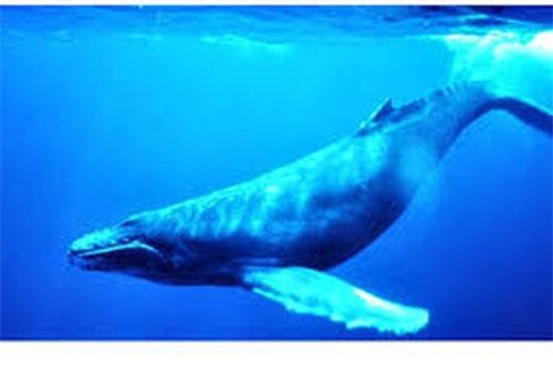 Sự thật gây sốc về cá voi xanh