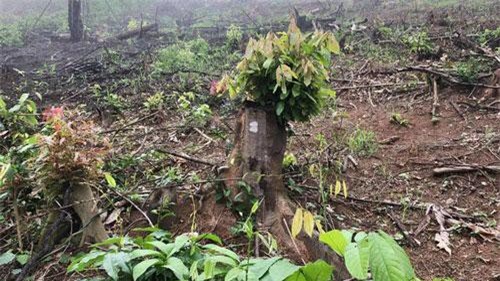 Nghệ An: Khởi tố thêm 2 cán bộ huyện liên quan đền bù đất rừng