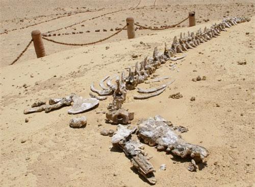 Giải mã nghĩa địa cá voi khổng lồ giữa châu Phi