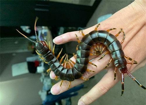 Nuôi loài vật "tử thần" làm thú cưng, bán hơn chục triệu một con