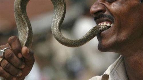 Tức điên vì bị cắn, người đàn ông cắn lại rắn độc