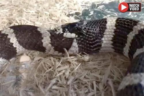 Rắn tự ăn thịt một nửa thân mình gây cảnh hãi hùng