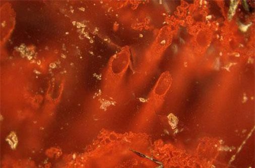 Vi sinh vật tìm thấy ở Kamchatka giúp điều trị khối u