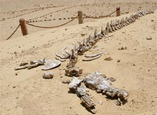 Ít ai ngờ rằng di chỉ về xương sinh vật biển được bảo tồn tốt nhất thế giới lại nằm giữa một sa mạc hoang vắng ở châu Phi.
