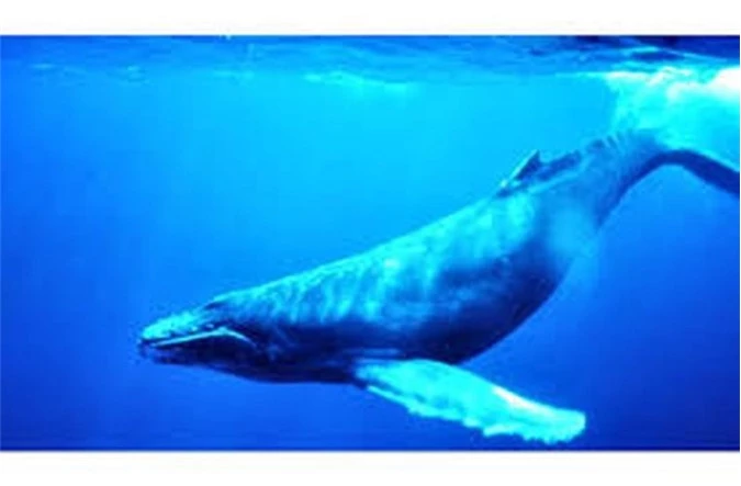 Cá voi xanh có chiều dài 30.48m và nặng khoảng 150 tấn, cân nặng của chúng tương đương với 30 con voi trưởng thành