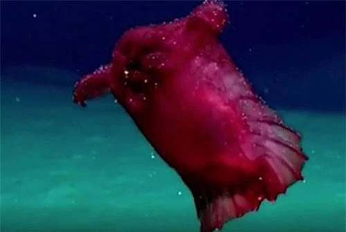 Một loài thủy quái không đầu vừa được các nhà khoa học phát hiện khi đang bơi ở khu vực phía đông Nam Cực. Ảnh: Mirror