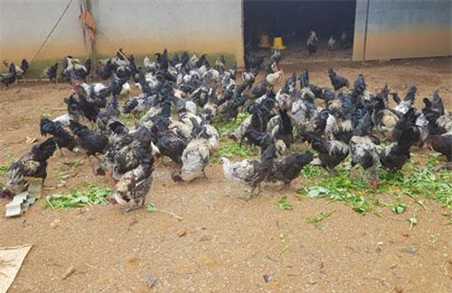 Yên Bái: Gà đen Mù Cang Chải, nuôi không đủ bán