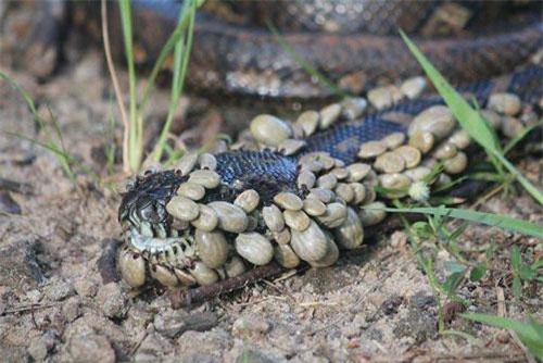 Rùng mình ớn lạnh trước những bức ảnh thiên nhiên kỳ quái