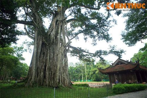 Sự thật những cây cổ thụ huyền bí ở cố đô Lam Kinh