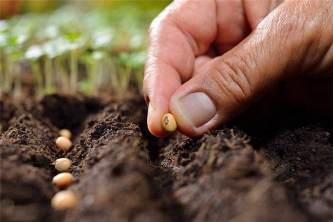 Đố vui: Hạt gì không bao giờ nảy mầm?