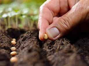 Đố vui: Hạt gì không bao giờ nảy mầm?