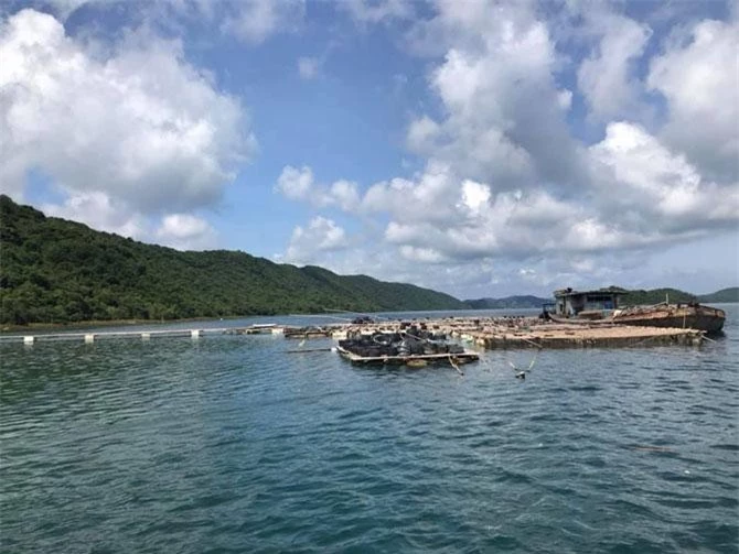 Bè nuôi ngao giống ngay sát đảo. Bè nuôi ngao giống ngay sát đảo.