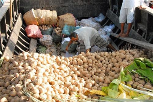 An Giang: Nông dân biên giới trồng củ đậu lãi 200 triệu đồng/ha