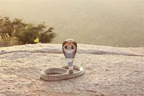 Top những loài rắn giết người trong nháy mắt