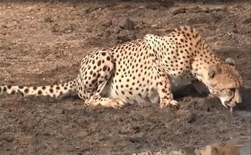 Đàn trâu rừng ùn ùn kéo tới thách thức báo săn