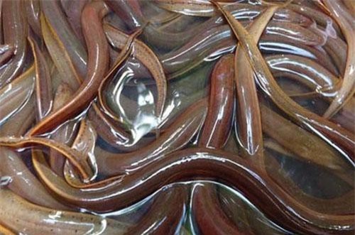 Bạc Liêu: Nuôi lươn không bùn, thoát kiếp "lội bùn"