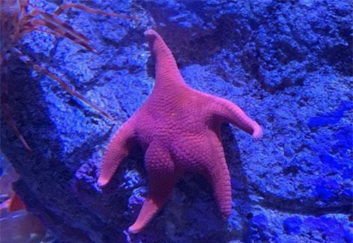 Chiêm ngưỡng những pha khoe thân của mấy ông sao biển khoe 3 vòng căng đét, ăn đứt cả Ngọc Trinh!