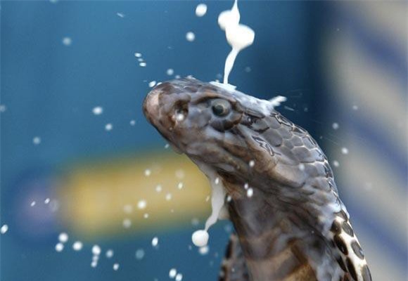 Ấn Độ - Nơi rắn hổ mang hung dữ được quấn lên cổ trẻ em, tắm trong sữa tươi