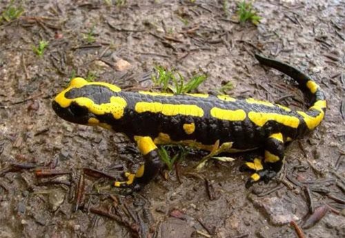 Top 10 loài động vật tuyệt đẹp nhưng cực kỳ nguy hiểm