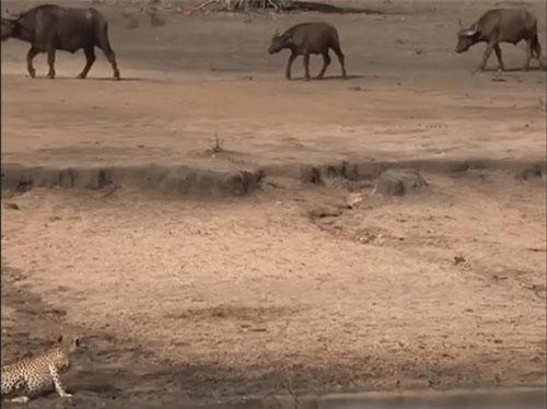 CLIP: Chạm mặt trâu rừng, báo săn vội vàng bỏ chạy