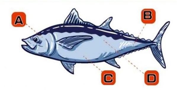 Trắc nghiệm: Đo lường tố chất ngoại giao qua cách bạn... ăn cá