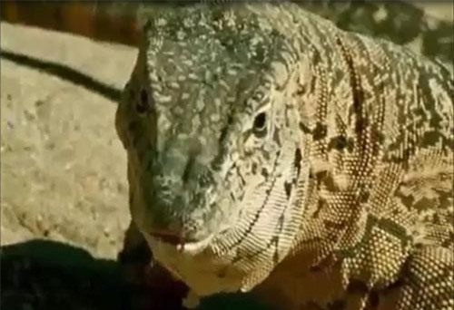 Kỳ đà khổng lồ đoạt mạng con mồi trong nháy mắt