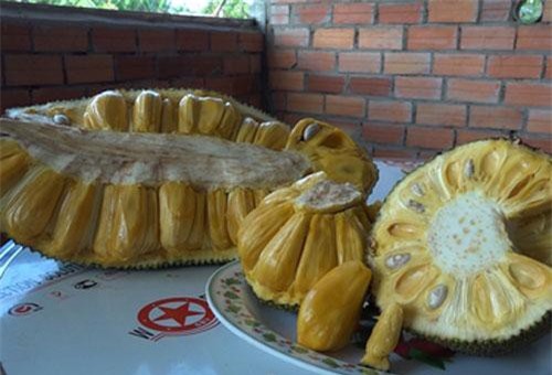 Bến Tre: Lai tạo giống mít ra trái "khổng lồ", lời tiền tỷ mỗi năm