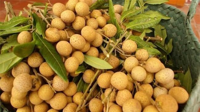 Điều kiện nhập khẩu nhãn tươi của Việt Nam vào Úc