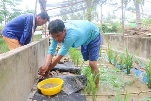 Đồng Tháp: Lời cả trăm triệu nhờ 19 bể xi măng nuôi ép lươn đồng đẻ trứng