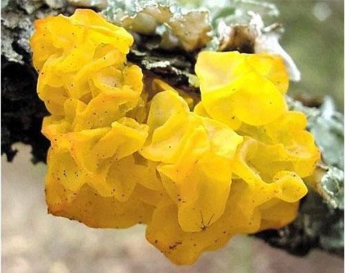 Top 5 loại nấm không chỉ đẹp như cổ tích mà còn ngon, bổ không tưởng