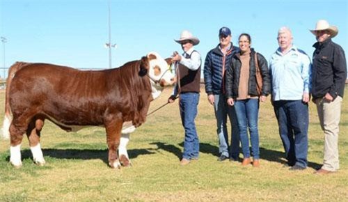 Lộ diện chú bò đẹp và đắt nhất thế giới, trị giá gần tỷ đồng