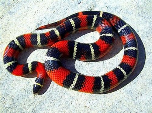 Những loài rắn sát thủ được cưng chiều nhất thế giới