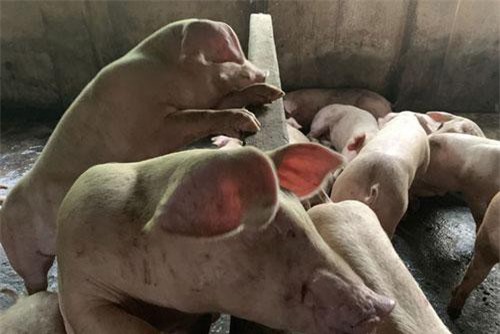 Đồng Nai: Lợn ăn bã rượu không có kháng thể với dịch tả lợn châu Phi