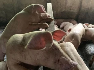 Đồng Nai: Lợn ăn bã rượu không có kháng thể với dịch tả lợn châu Phi