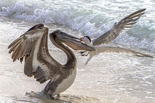 Loài chim hay cà khịa, "giang hồ" lưu manh nhất thế giới động vật