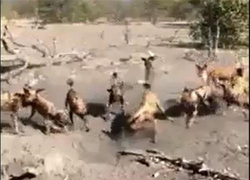 Đàn chó hoang đoạt mạng 2 con lợn bướu