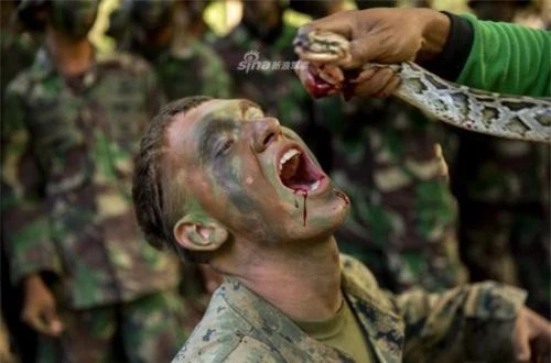 Trong ảnh, lính thủy quân lục chiến Mỹ nhắm tịt mắt và trông có vẻ rất khổ sở để uống máu một con trăn. 