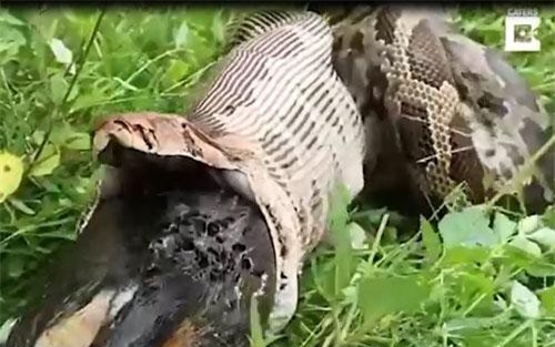"Ghê rợn" trăn khổng lồ vặn mình nôn con mồi lớn trong bụng